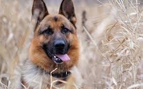  Dog walks 60 km, catches up with owners  at Kirkuk refugee camp