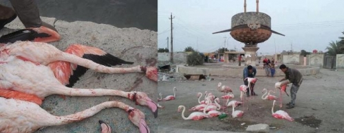  Ministry condemns flamingos poaching in UN heritage-listed city