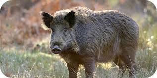  Wild boars rampage in Kirkuk, leave 3 Islamic State members dead