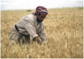  Amounts of marketed wheat, barley crops appraoche 1,5 million tons