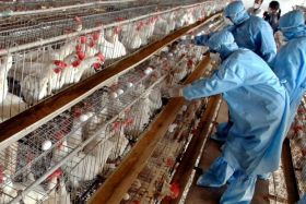 CoM prevents to import poultry from 20 countries infected with birds flu disease