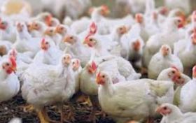  Iraqi official: Diyala records one more bird flu infection