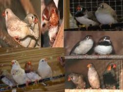  Iraq bans importing birds from 18 countries