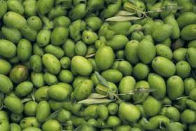 Iraq occupies 1st place in importing Turkish olive