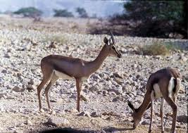 Najaf Agricultural Directorate encourages investing in nature reservations