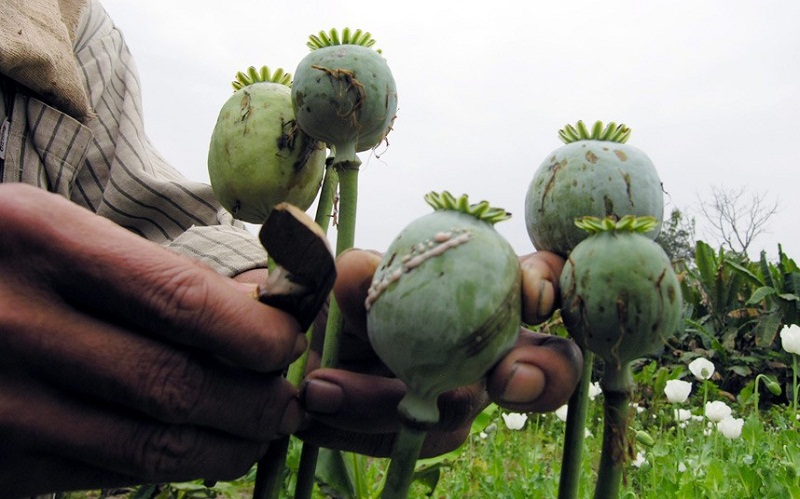  Iraqi forces burn ISIS poppy fields to curtail heroin and opium revenue