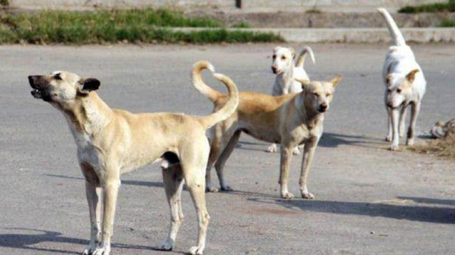  Iraq’s Diyala kills stray dogs with poisoned chickens