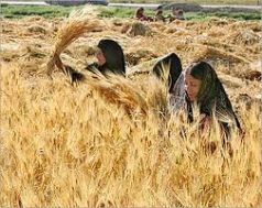  Wasit PC announces inaugurating new center for receiving wheat