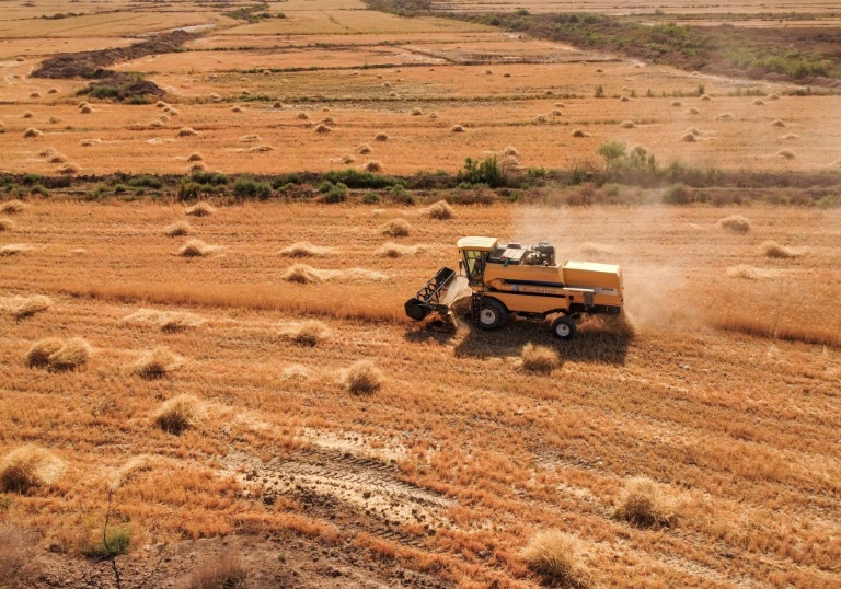  Why record wheat prices are a global worry