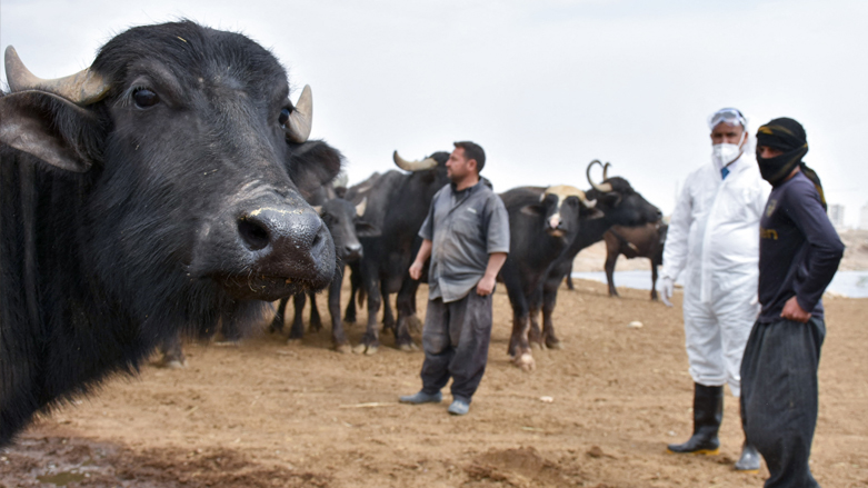  Iraqi Agriculture Ministry controls Congo fever causes