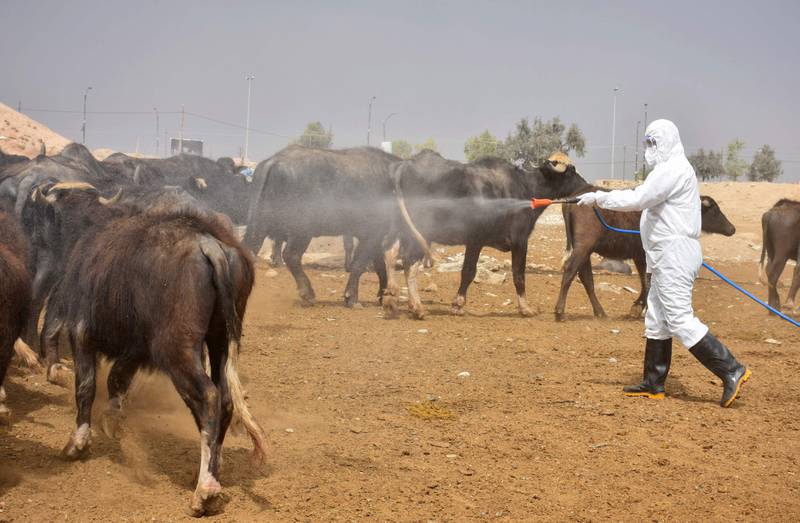  Congo fever infection cases, deaths top in Iraq’s Dhi Qar