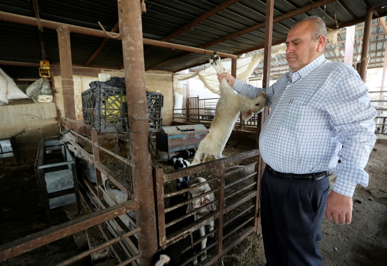  Palestinian farmers sound alarm over foot-and-mouth outbreak