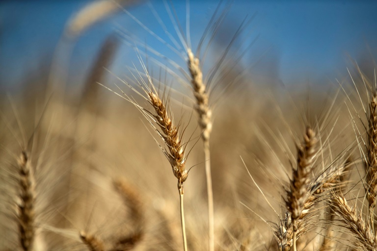  Syria’s climate-scorched wheat fields feed animals, not people