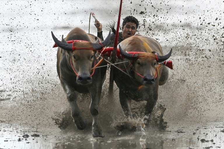  Mud, sweat and cheers: Traditional Thai water buffalo race enthralls crowds