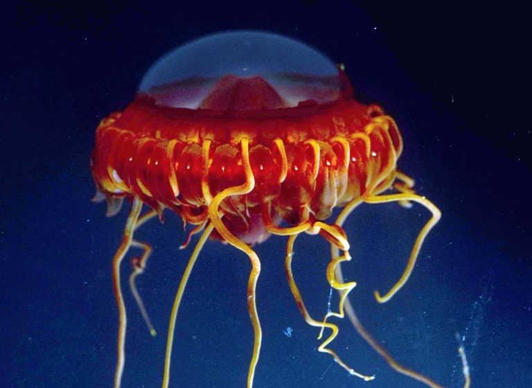  Life in the abyss, a spectacular and fragile struggle for survival