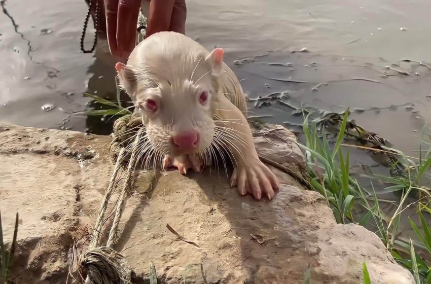  Local fisherman spots rare otter in Iraq’s Tigris River