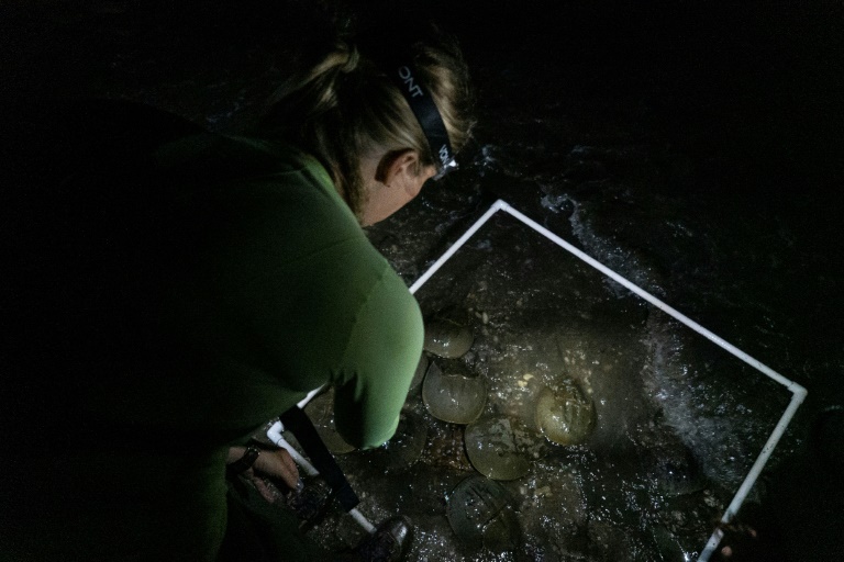  Horseshoe crabs: ‘Living fossils’ vital for vaccine safety