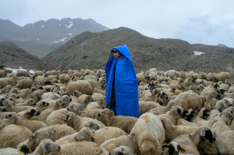  High up in Turkish valleys, Afghan shepherds dream of home