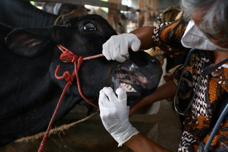  Indonesian farmers pay price of foot and mouth outbreak before Eid sacrifice