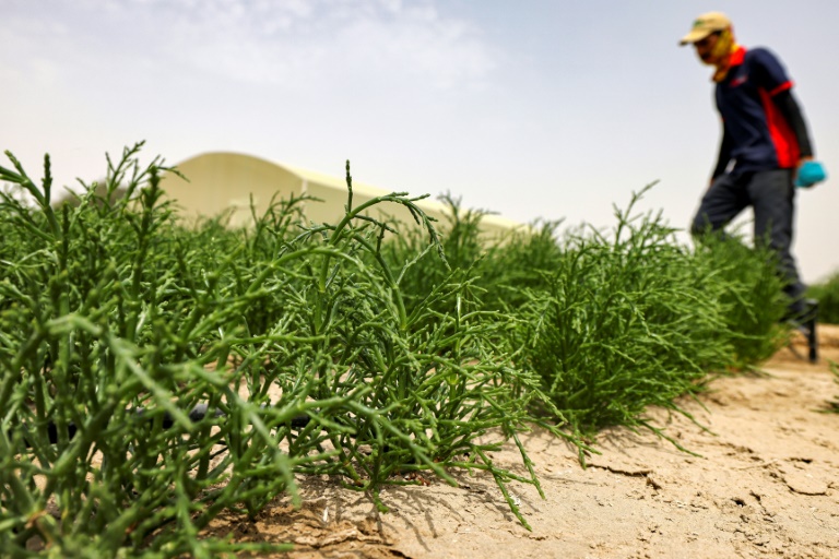  Desert-grown superfood puts ‘healthy’ burgers on UAE menus