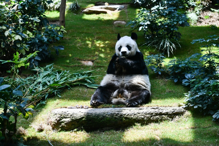  Longest-living male giant panda in captivity An An dies at 35