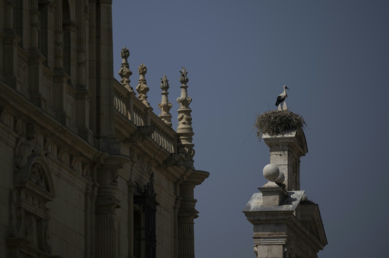  Storks give up migrating to live on landfill in Spain