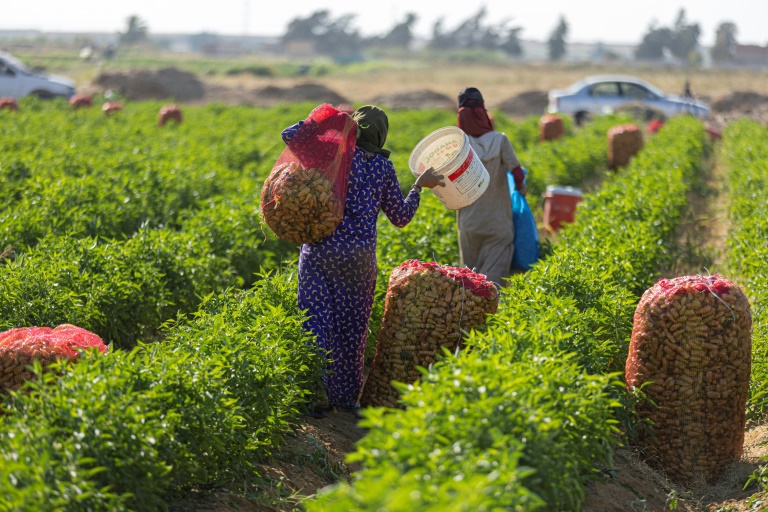  Egypt’s small farms play big role but struggle to survive