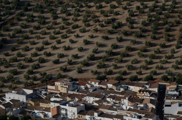  Drought threatens Spain’s ‘green gold’ harvest