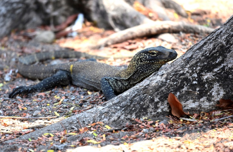  Indonesian tourism workers strike over Komodo park price hike