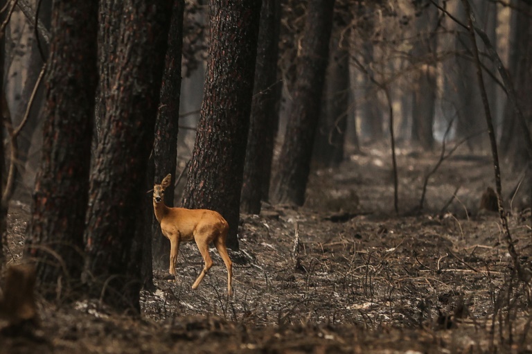  Rain brings relief to France fires, but more evacuated in south