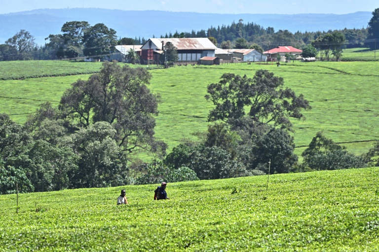  Kenyans taking UK to EU court over colonial-era abuses