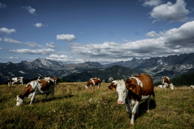  Dry summer puts squeeze on French Alps cheese