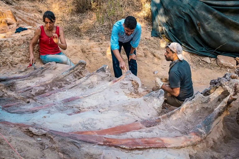  Skeleton of huge dinosaur unearthed in Portugal