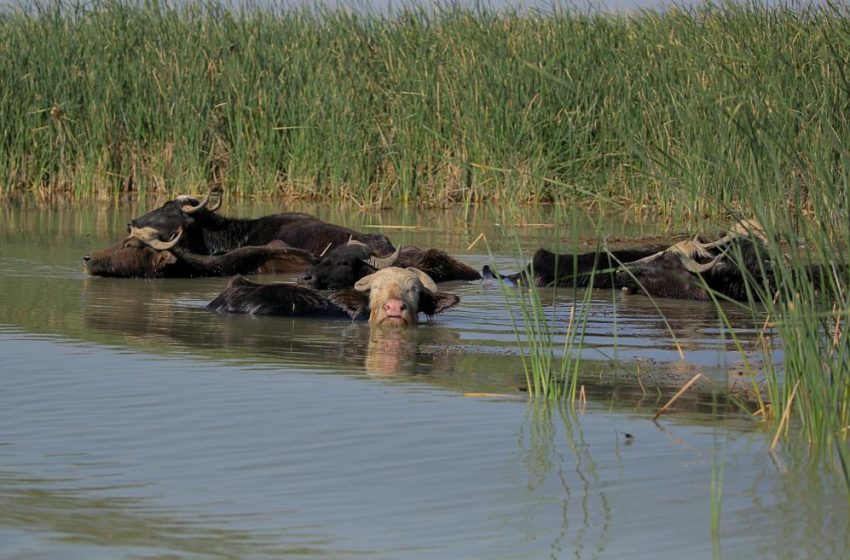  FAO Iraq discusses Marshes challenges with Iraqi officials