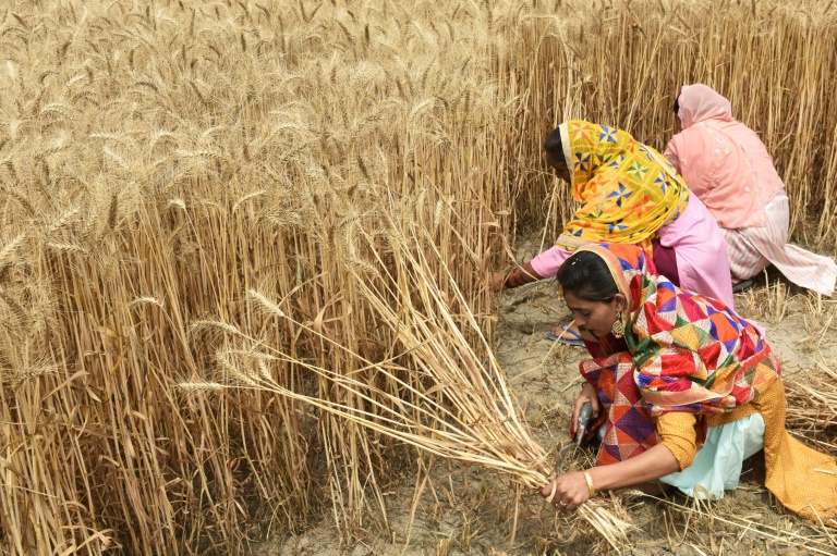  Countries growing 70% of world’s food face ‘extreme’ heat risk by 2045