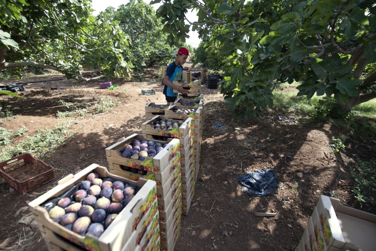  Tunisian ‘hanging garden’ farms cling on despite drought