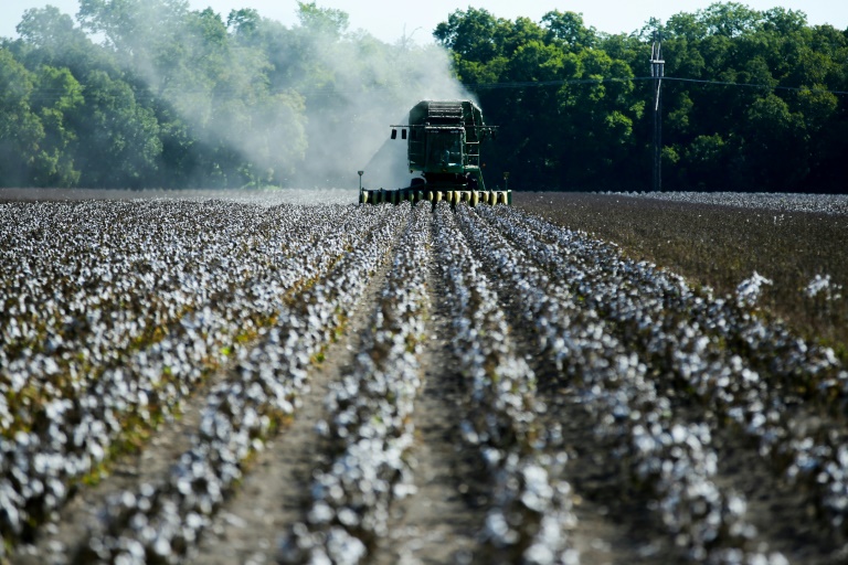  Drought decimates Texas’ key cotton crop