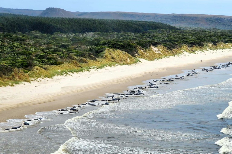  230 pilot whales stranded in Australia, ‘about half’ feared dead