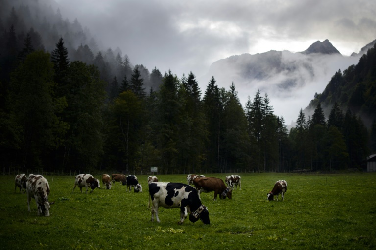  Swiss mull banning factory farms