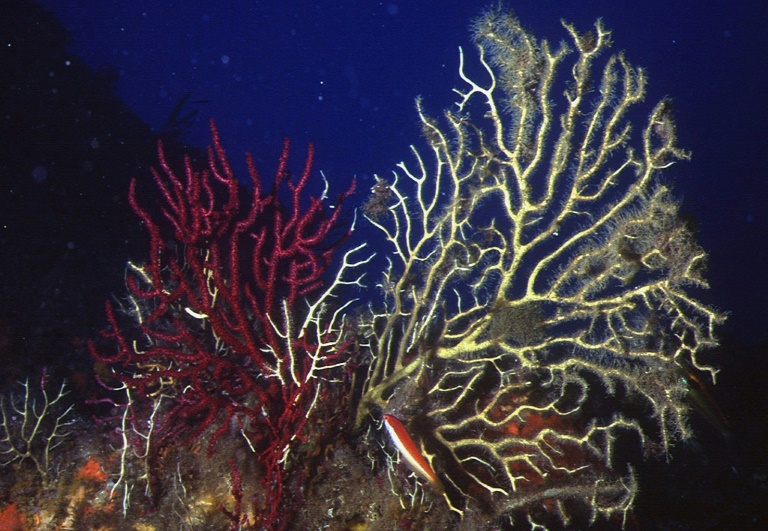  Underwater heat ‘inferno’ ravages Mediterranean corals