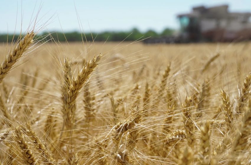  Iraq achieves self-sufficiency in wheat