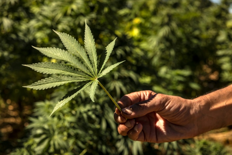  In Morocco hills, cannabis farmers bet on budding industry