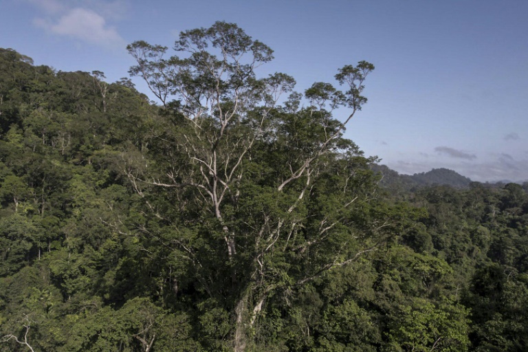  Scientists reach tallest tree ever found in Amazon