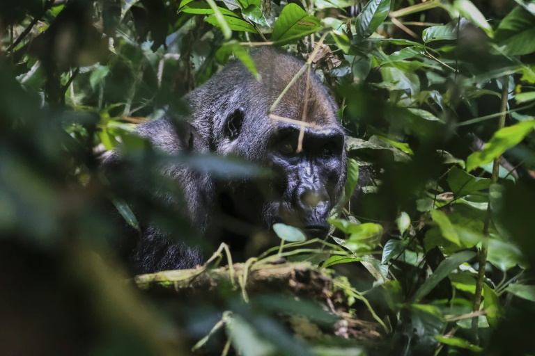  Hungry elephants, Cameroon farmers struggle to coexist