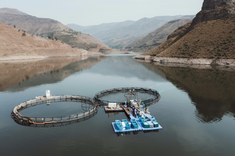  Mountainous Lesotho finds gold in trout fish farming