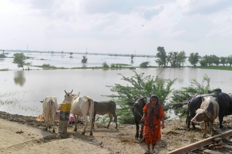  Heat, then floods ruin Pakistani farmers’ livelihoods