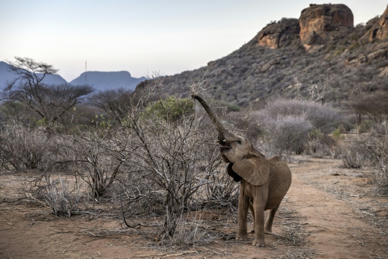  Kenya drought kills more than 200 elephants