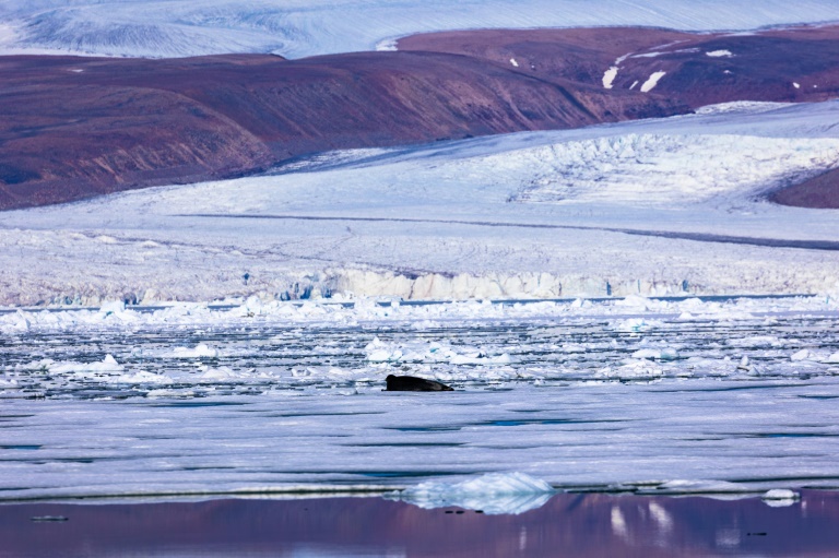  Thinning Greenland ice sheet may mean more sea level rise: study