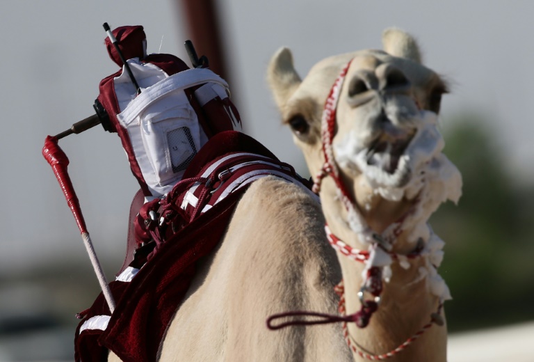  Qatar robo-jockey camel races hope to draw World Cup crowd