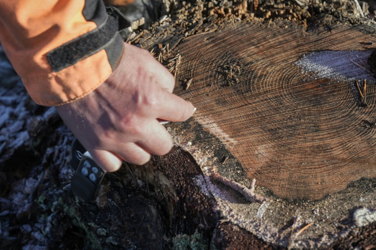  Finland’s foresters decry ‘unfair’ EU climate plans